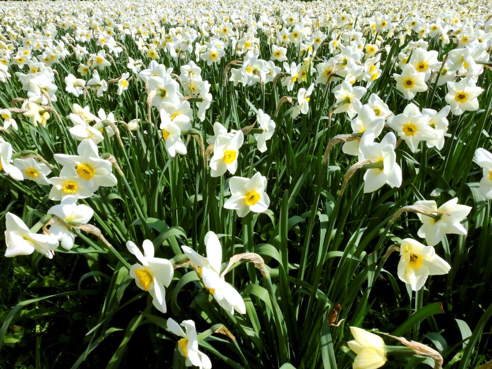Nature blossom bloom
