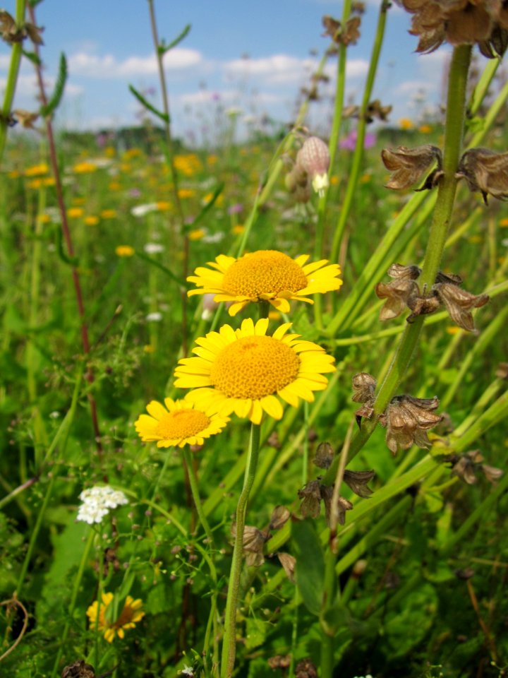 20130709Faerberkamille_Hockenheim8