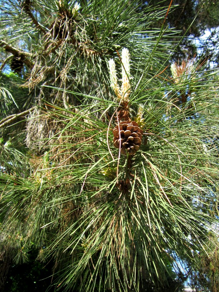 20130607Schwarzkiefer_Staden2