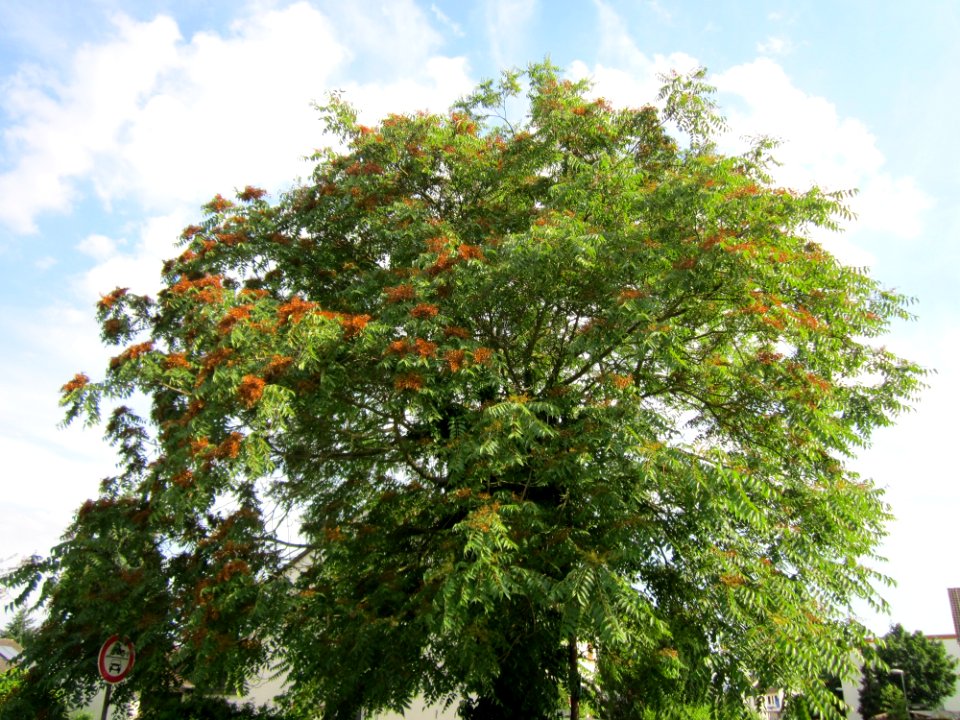 20130709Goetterbaum_Hockenheim1