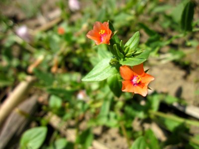 20130708Ackergauchheil_Horststuecker3