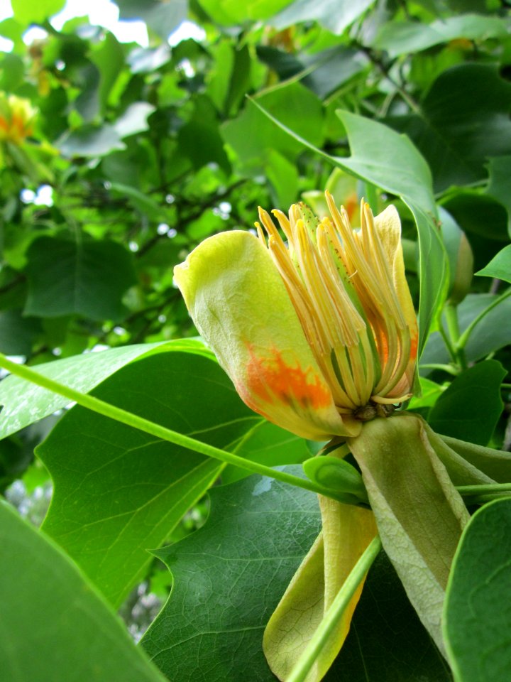20130611Tulpenbaum_Saarbruecken2