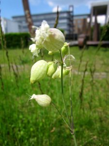 20130608Silene_vulgaris