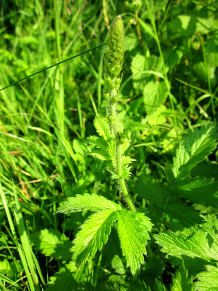 20130706Odermennig_Hockenheim12