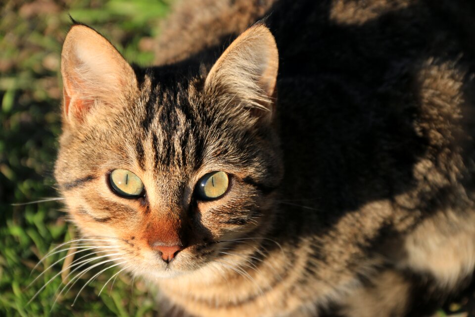 Close street kitty