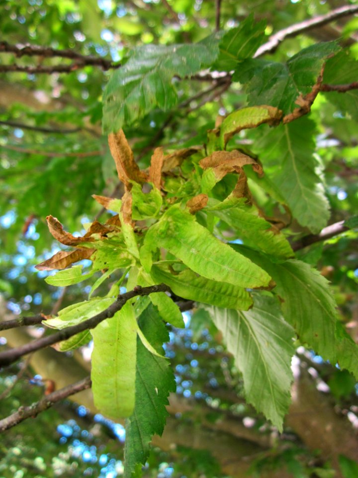 20130613Carpinus_betulus_quercifolia_Staden4