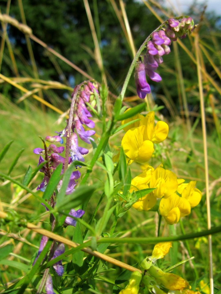 20130706Vogelwicke_Hockenheim2
