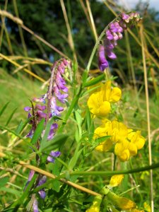 20130706Vogelwicke_Hockenheim2