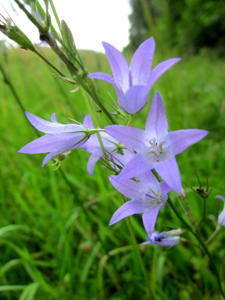 20130706Glockenblume_Hockenheim2