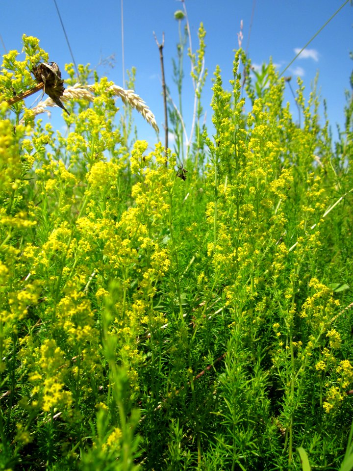 20130708Galium_verum5