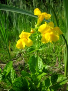 20130608Mimulus_guttatus1