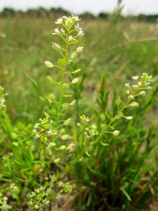 20130705Lepidium_virginicum3
