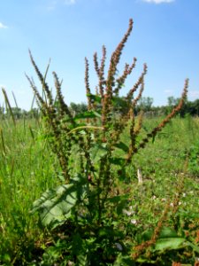 20130708Stumpfer_Ampfer_Horststuecker1