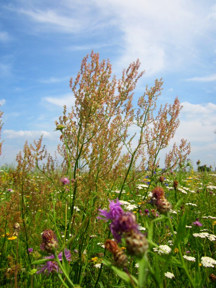 20130709Ampfer_Hockenheim4