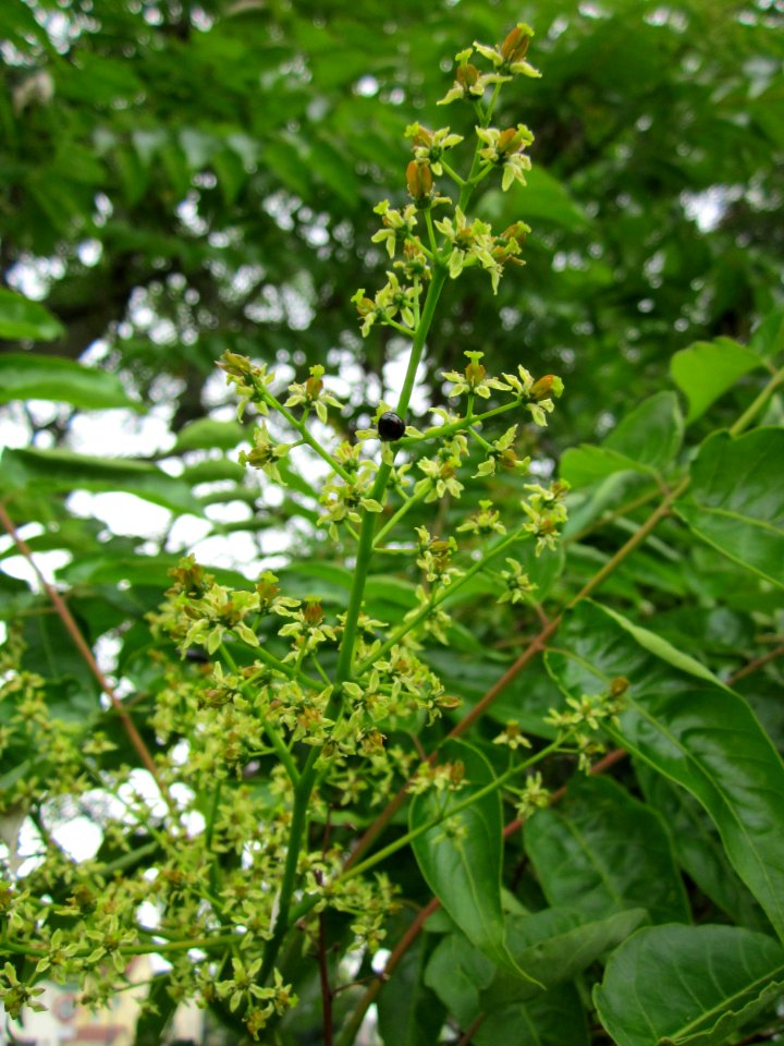 20130705Goetterbaum_Hockenheim2