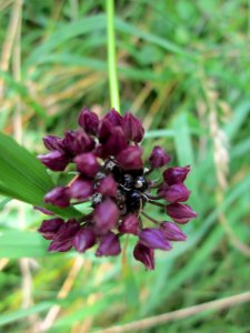 20130711Allium_scorodoprasum3