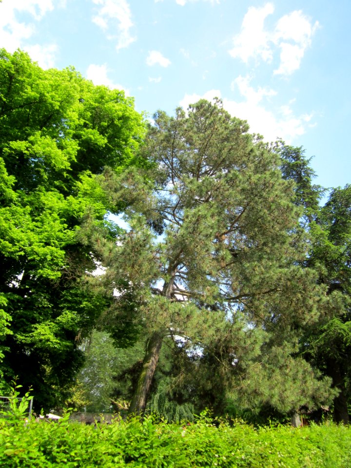 20130607Schwarzkiefer_Staden1