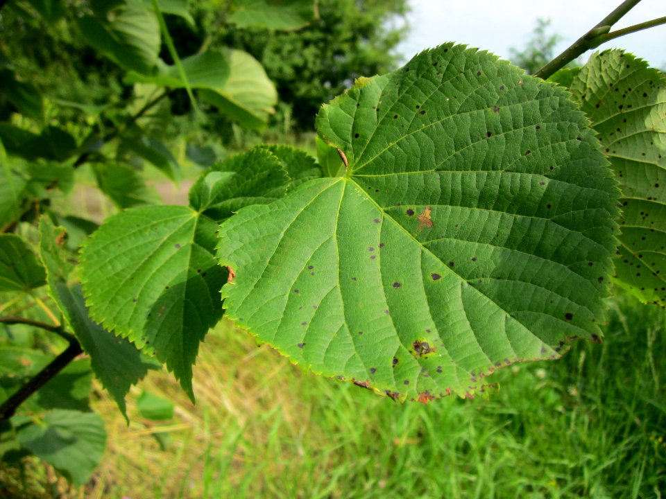 20130705Linde_Reilingen3
