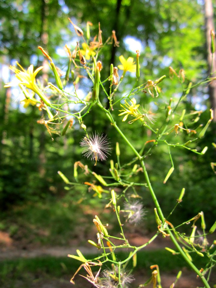 20130710Mauerlattich_Schwetzinger_Hardt2