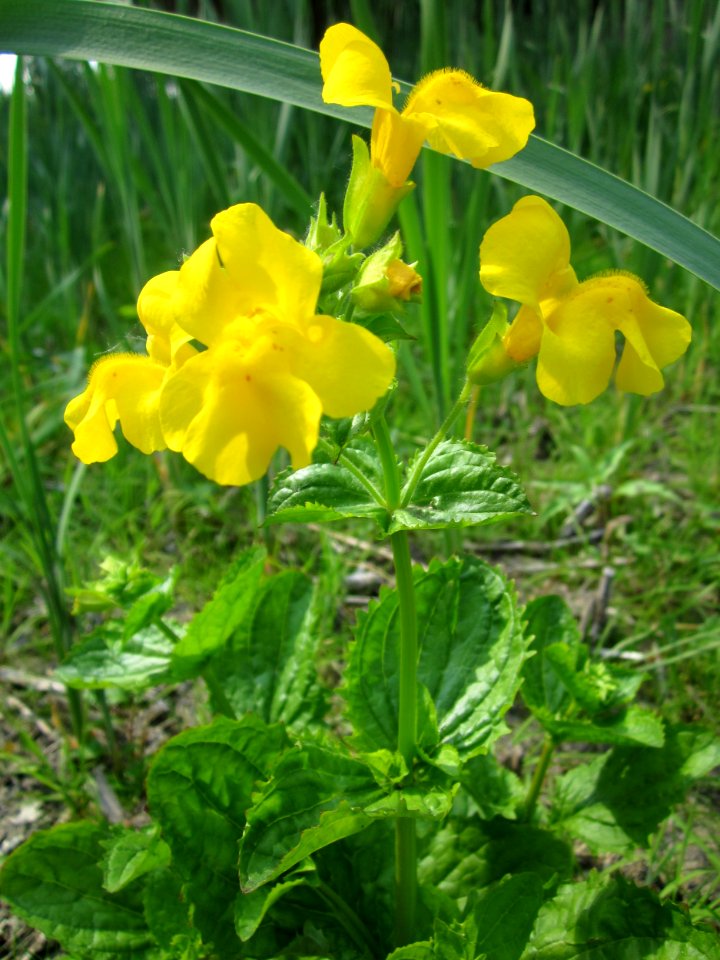 20130608Mimulus_guttatus2