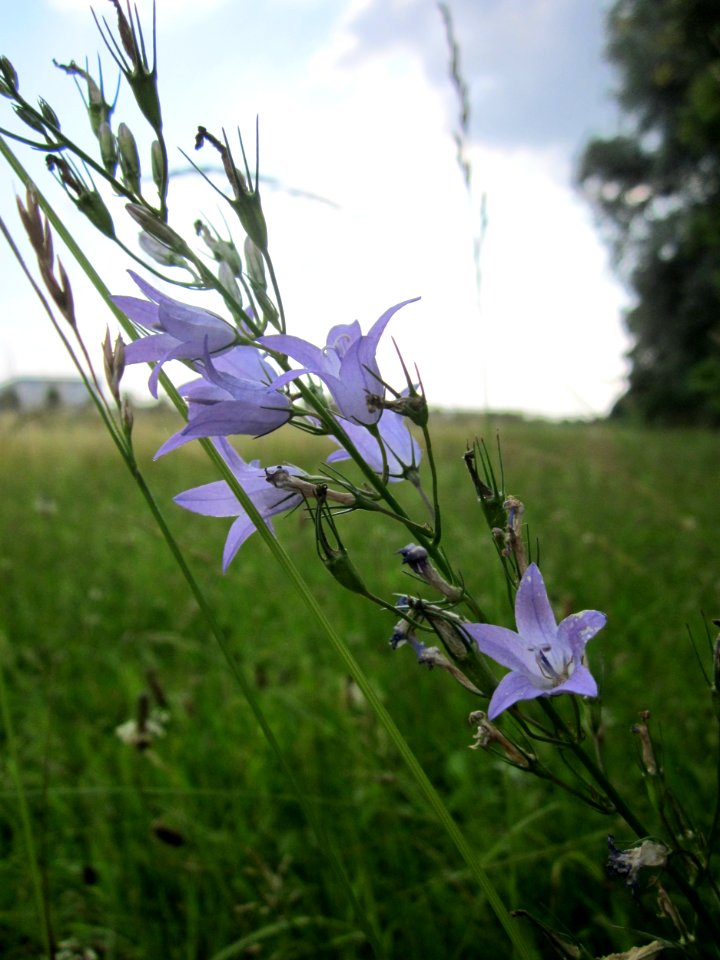 20130706Glockenblume_Hockenheim1