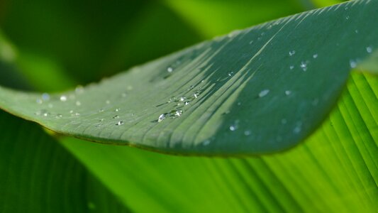 Drop of water dew green photo