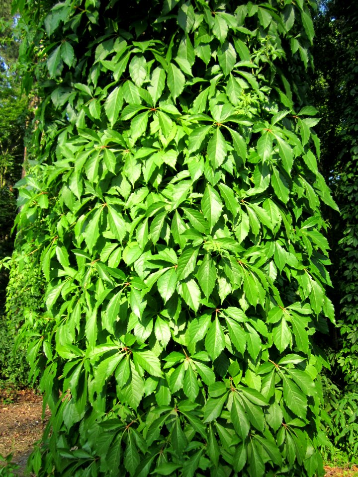 20130710Parthenocissus_inserta5