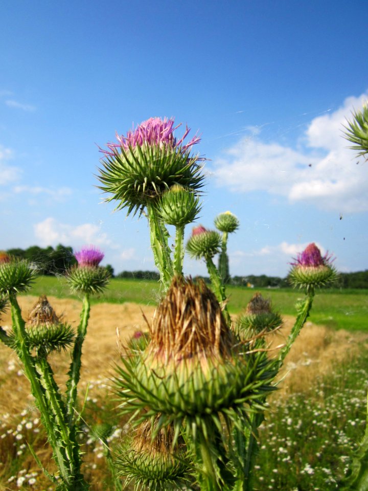 20130706Eselsdistel_Hockenheim2