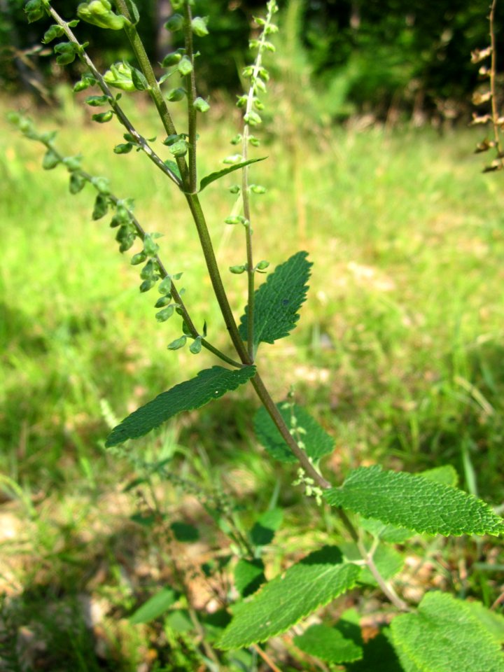 20130710Salbei-Gamander_Schwetzinger_Hardt1
