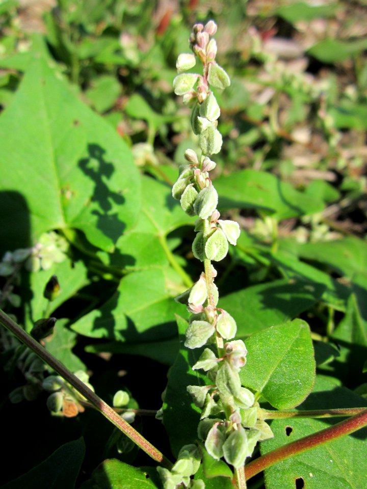 20130708Windenknoeterich_Horststuecker2