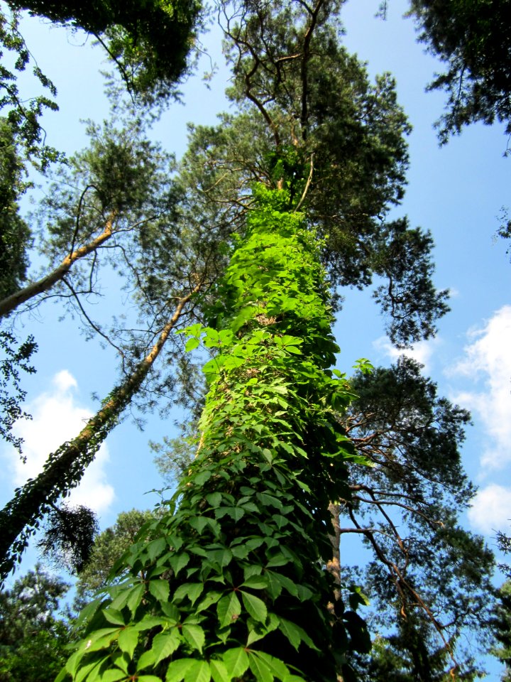 20130710Parthenocissus_inserta3