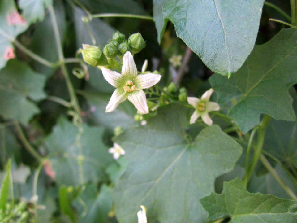 20130709Bryonia_dioica4