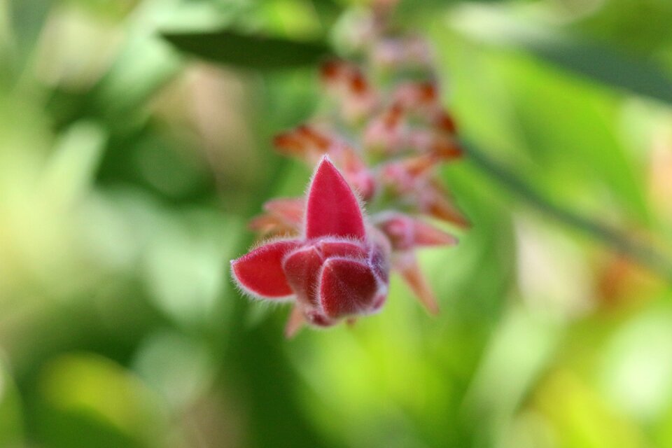 Plant flowers beautiful