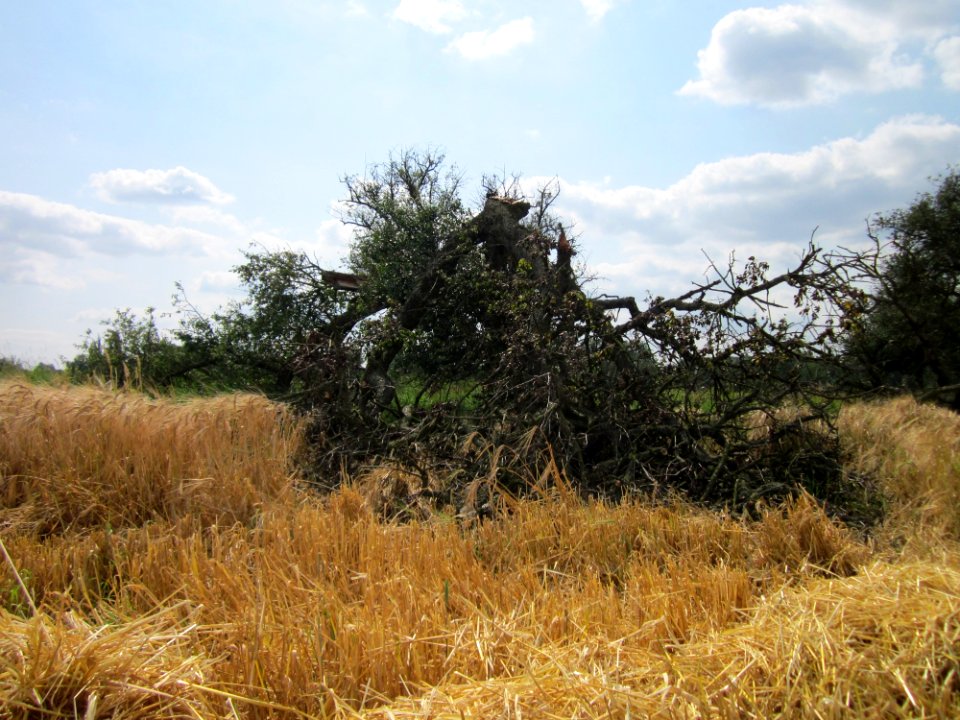 20130711Birne_Hockenheimer_Rheinbogen02