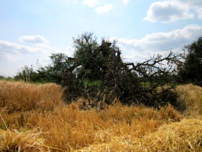 20130711Birne_Hockenheimer_Rheinbogen02