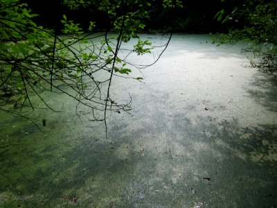 20130710Wasserloch_Schwetzinger_Hardt3