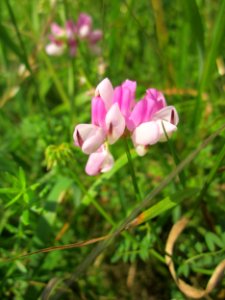 20130706Kronwicke_Hockenheim3