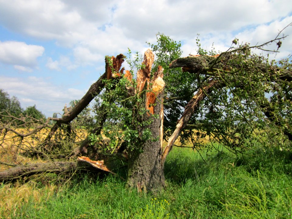 20130711Birne_Hockenheimer_Rheinbogen09