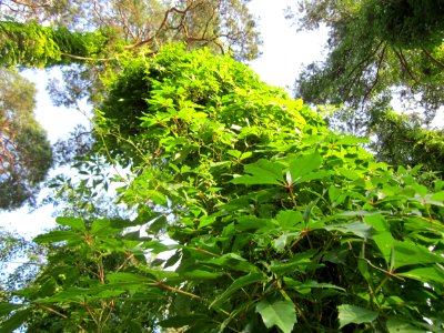 20130710Parthenocissus_inserta4