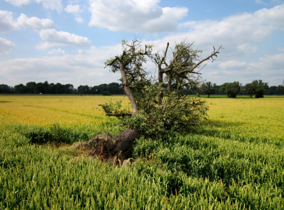 20130711Birne_Hockenheimer_Rheinbogen13