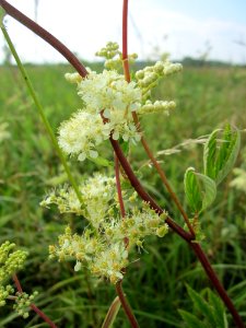 20130709Filipendula_ulmaria2