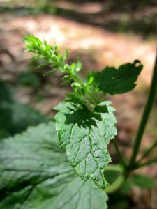 20130710Salbei-Gamander_Schwetzinger_Hardt3