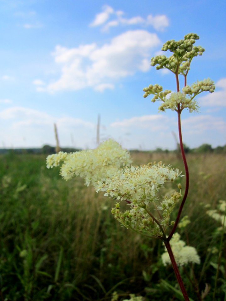 20130709Filipendula_ulmaria1