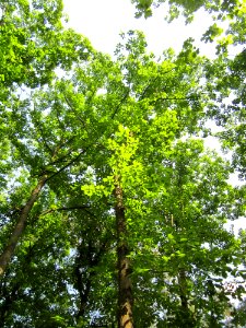 20130710Roteiche_Schwetzinger_Hardt2