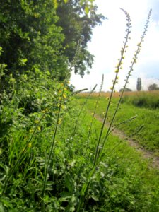 20130706Odermennig_Hockenheim05