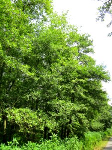 20130711Grauerle_Marlach1