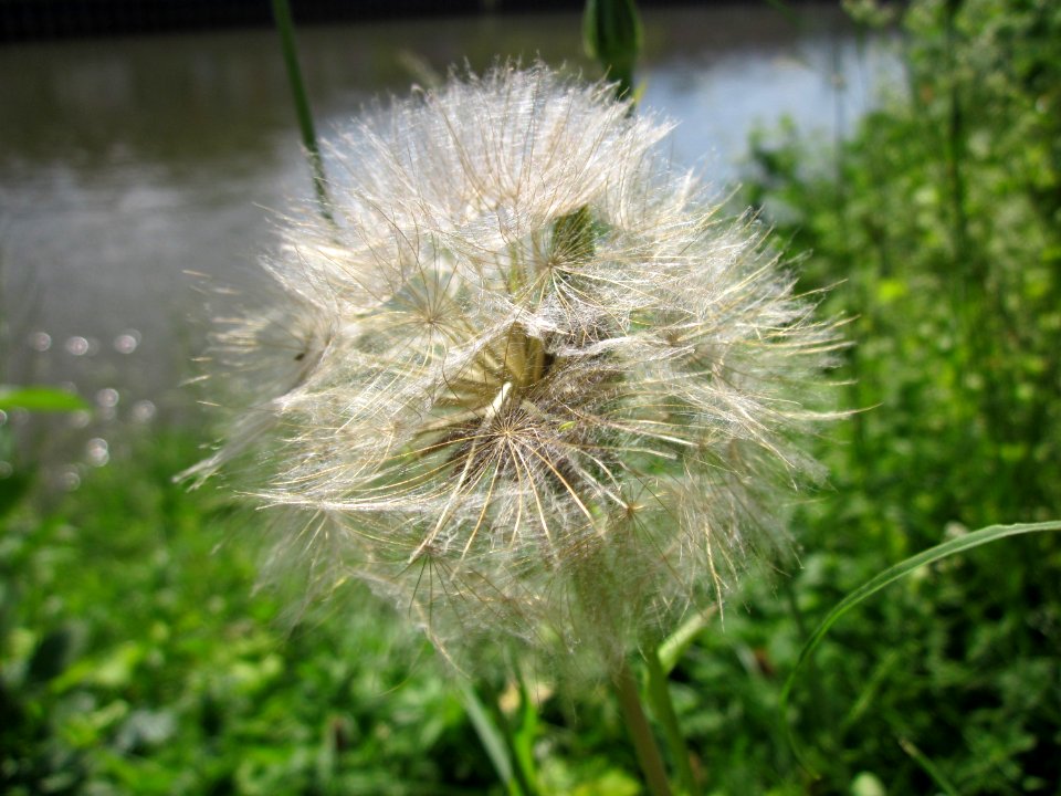 20130607Tragopogon_pratensis