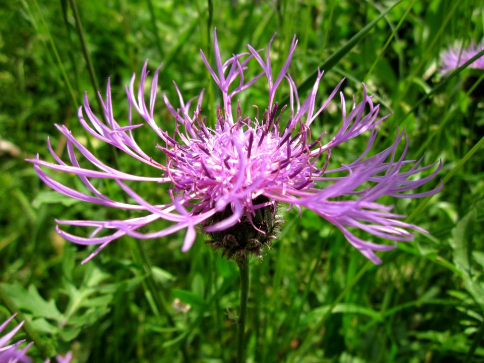 20130608Centaurea_jacea2