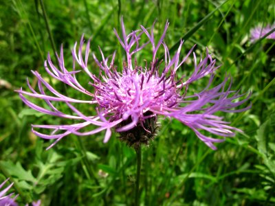 20130608Centaurea_jacea2
