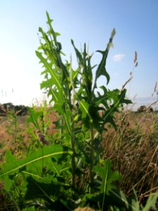 20130711Lactuca_serriola3